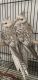 Cockatiel Birds for sale in Passaic, NJ, USA. price: $150