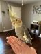 Cockatiel Birds for sale in Frankfort, KY 40601, USA. price: NA