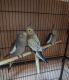 Cockatiel Birds for sale in Louisville, KY, USA. price: $65