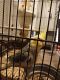 Cockatiel Birds for sale in Smiths Grove, KY 42171, USA. price: $150