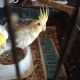 Cockatiel Birds for sale in Monroeville, OH 44847, USA. price: NA