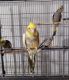 Cockatiel Birds for sale in Louisville, KY, USA. price: $75