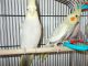 Cockatiel Birds for sale in Summit County, OH, USA. price: $350