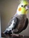 Cockatiel Birds for sale in Moberly, MO, USA. price: $100