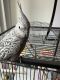 Cockatiel Birds for sale in Madison Heights, Michigan. price: $500