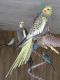 Cockatiel Birds for sale in Bengaluru, Karnataka 560001, India. price: 2500 INR