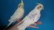 Cockatiel Birds for sale in Salem, OR 97301, USA. price: NA