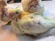 Cockatiel Birds for sale in Brooklyn, NY 11234, USA. price: NA