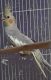 Cockatiel Birds for sale in Needville, TX 77461, USA. price: $85