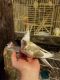 Cockatiel Birds for sale in Manchester, IA 52057, USA. price: NA