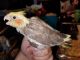 Cockatiel Birds for sale in Fort Worth, TX, USA. price: NA