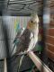 Cockatiel Birds for sale in Chambersburg, PA, USA. price: NA