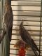 Cockatiel Birds for sale in Minneapolis, MN, USA. price: $300