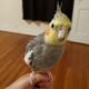 Cockatiel Birds for sale in Lancaster, PA, USA. price: $100