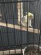 Cockatiel Birds for sale in Bucks County, PA, USA. price: NA