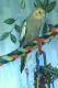 Cockatiel Birds for sale in Pensacola, FL, USA. price: NA