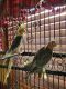Cockatiel Birds for sale in Delavan, WI, USA. price: NA
