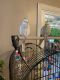 Cockatiel Birds for sale in East Bethel, MN, USA. price: $350