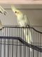 Cockatiel Birds for sale in NEW PRT RCHY, FL 34654, USA. price: NA