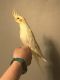 Cockatiel Birds for sale in Maple Lake, MN 55358, USA. price: $225