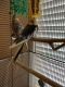 Cockatiel Birds for sale in Grain Valley, MO, USA. price: $400