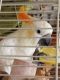 Cockatoo Birds for sale in Arlington, WA, USA. price: NA