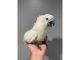 Cockatoo Birds for sale in Woonsocket Hill Rd, North Smithfield, RI 02896, USA. price: $800