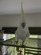 Cockatoo Birds for sale in Miami, FL, USA. price: NA
