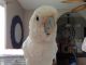 Cockatoo Birds for sale in East Bend, NC 27018, USA. price: $1,100