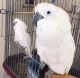 Cockatoo Birds for sale in Houghton, MI 49931, USA. price: NA