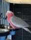 Cockatoo Birds for sale in New York, NY, USA. price: NA