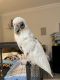 Cockatoo Birds for sale in Brooklyn, NY 11214, USA. price: $1,500