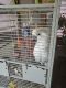 Cockatoo Birds for sale in Florissant, MO 63034, USA. price: NA
