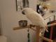 Cockatoo Birds for sale in New York, NY, USA. price: $600