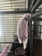 Cockatoo Birds for sale in Grand Prairie, TX, USA. price: $2,000