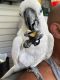 Cockatoo Birds for sale in Marion, NC 28752, USA. price: NA