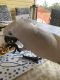 Cockatoo Birds for sale in Palm Bay, FL, USA. price: $500