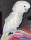 Cockatoo Birds for sale in Chandler, AZ, USA. price: $2,000