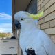 Cockatoo Birds for sale in Egbert North Rd, Wyoming 82053, USA. price: $800
