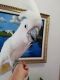 Cockatoo Birds for sale in Albany, NY, USA. price: $800