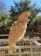 Cockatoo Birds for sale in AZ-51, Phoenix, AZ, USA. price: $550
