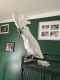 Cockatoo Birds for sale in Hannibal, MO 63401, USA. price: NA