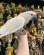 Cockatoo Birds for sale in Florida's Turnpike, Orlando, FL, USA. price: NA
