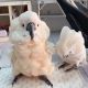 Cockatoo Birds for sale in New York, NY, USA. price: $200