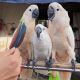 Cockatoo Birds