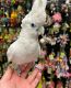 Cockatoo Birds for sale in Garfield Ave, Loveland, CO 80538, USA. price: $3,800