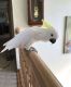 Cockatoo Birds for sale in Florence, SC, USA. price: $260