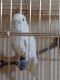 Cockatoo Birds for sale in Cave Junction, OR 97523, USA. price: NA