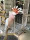 Cockatoo Birds for sale in Chandler, AZ 85226, USA. price: $9,000