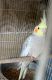 Cockatoo Birds for sale in Jurupa Valley, CA, USA. price: $140